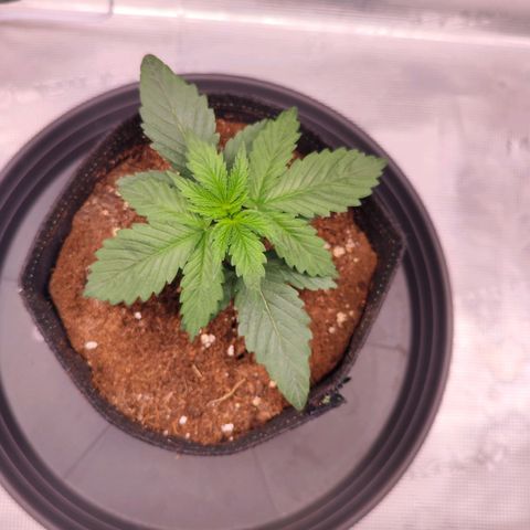 Test mainlining  growlog timeline photo