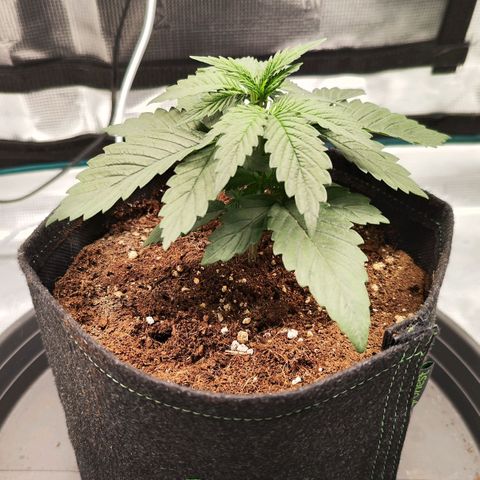 Test mainlining  growlog timeline photo