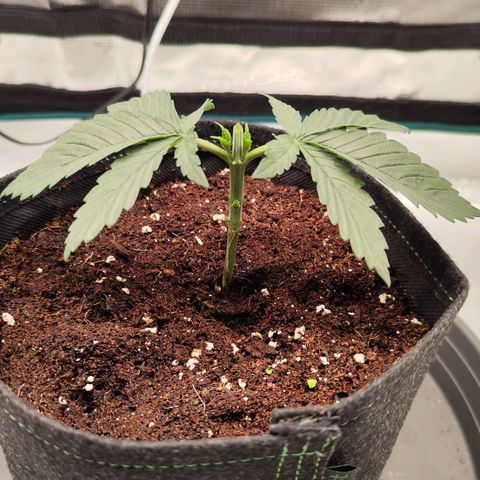 Test mainlining  growlog timeline photo