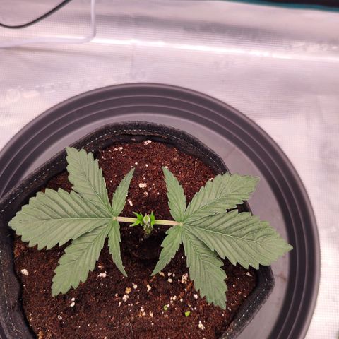 Test mainlining  growlog timeline photo