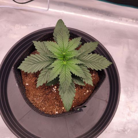 Test mainlining  growlog timeline photo