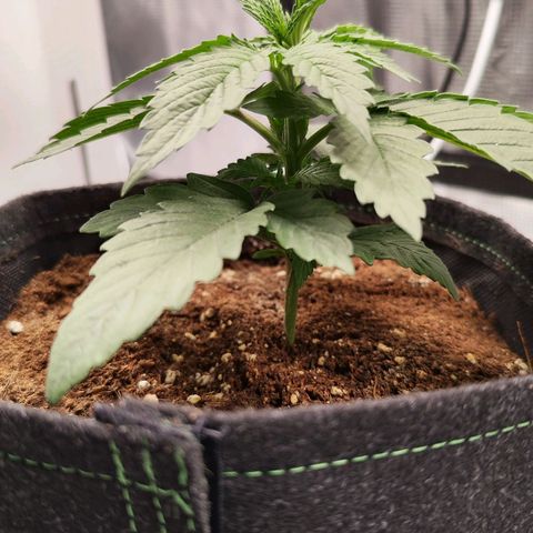 Test mainlining  growlog timeline photo