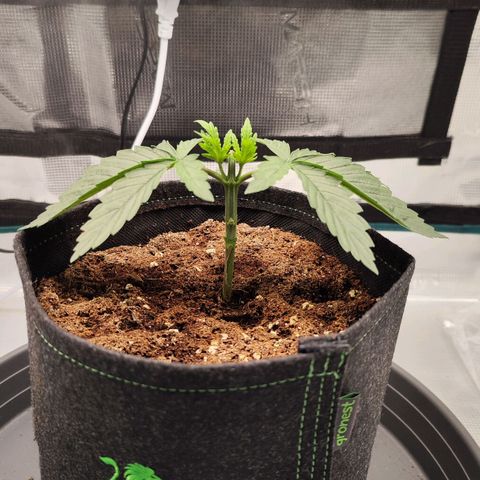 Test mainlining  growlog timeline photo