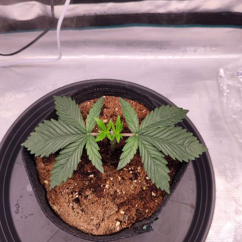 Test mainlining  growlog timeline photo
