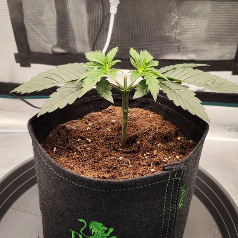 Test mainlining  growlog timeline photo