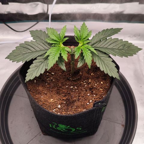 Test mainlining  growlog timeline photo