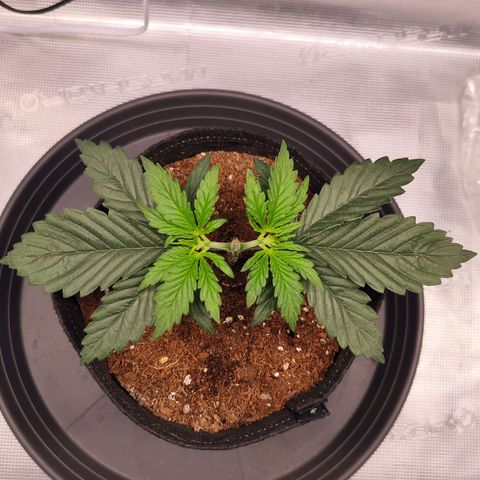 Test mainlining  growlog timeline photo