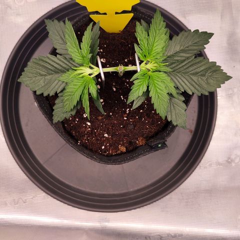 Test mainlining  growlog timeline photo