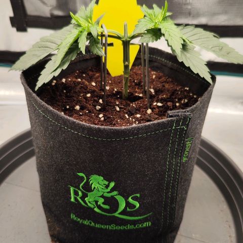 Test mainlining  growlog timeline photo