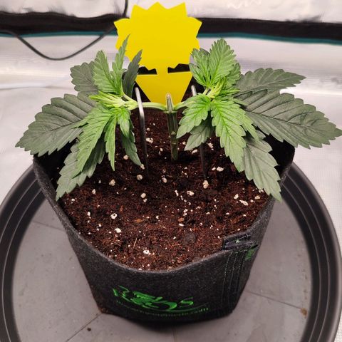 Test mainlining  growlog timeline photo