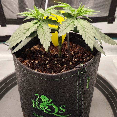 Test mainlining  growlog timeline photo