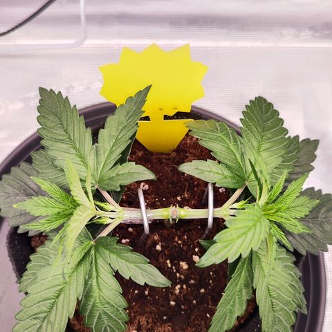 Test mainlining  growlog timeline photo