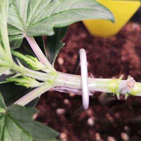 Test mainlining  growlog timeline photo