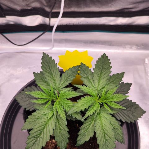Test mainlining  growlog timeline photo
