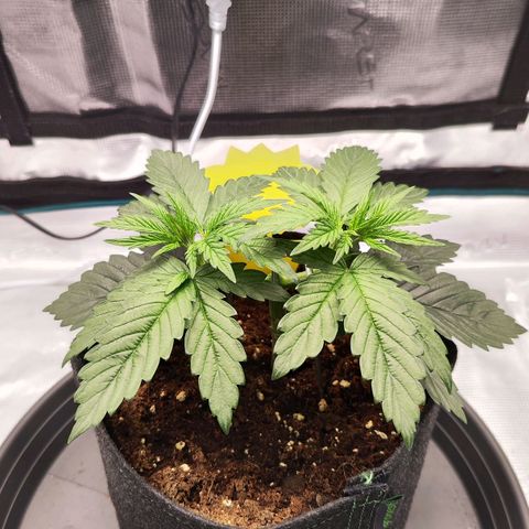 Test mainlining  growlog timeline photo