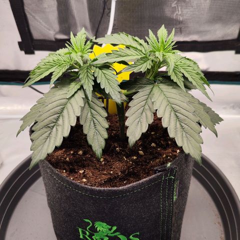 Test mainlining  growlog timeline photo