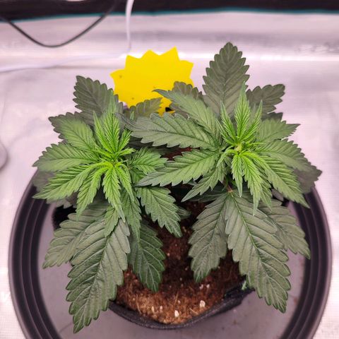 Test mainlining  growlog timeline photo
