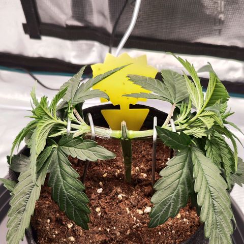 Test mainlining  growlog timeline photo