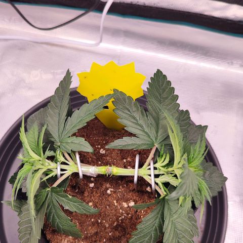Test mainlining  growlog timeline photo