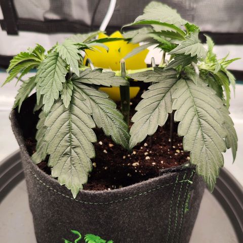 Test mainlining  growlog timeline photo