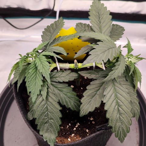 Test mainlining  growlog timeline photo