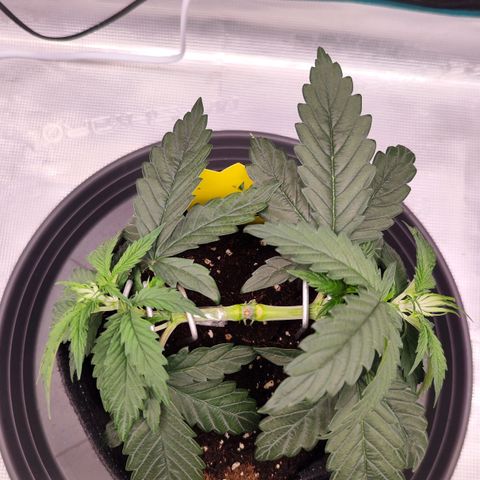 Test mainlining  growlog timeline photo