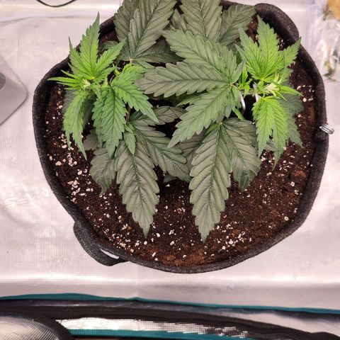 Test mainlining  growlog timeline photo