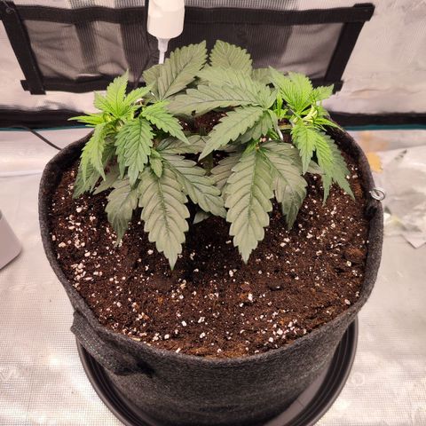 Test mainlining  growlog timeline photo