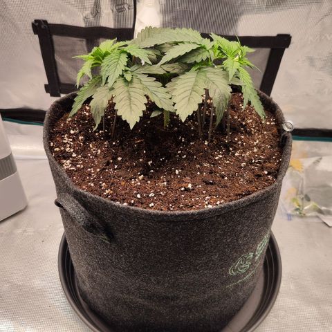 Test mainlining  growlog timeline photo