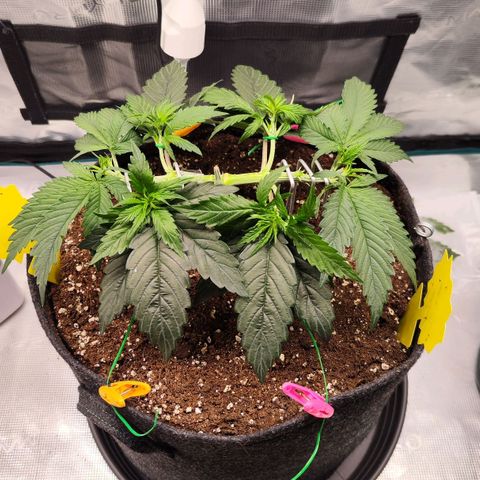 Test mainlining  growlog timeline photo