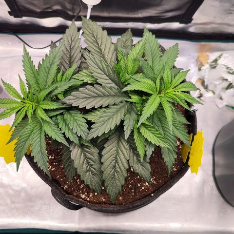 Test mainlining  growlog timeline photo
