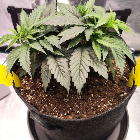 Test mainlining  growlog timeline photo