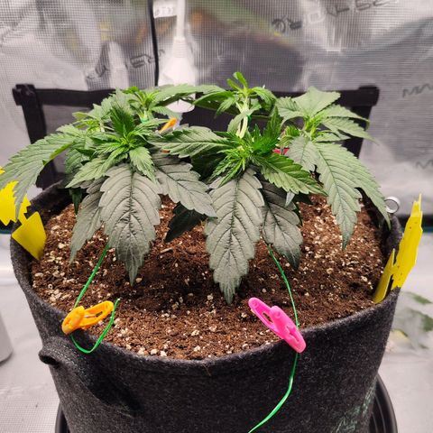 Test mainlining  growlog timeline photo