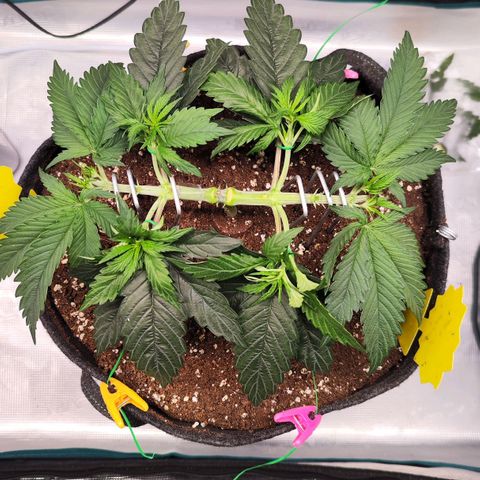Test mainlining  growlog timeline photo