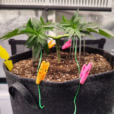 Test mainlining  growlog timeline photo
