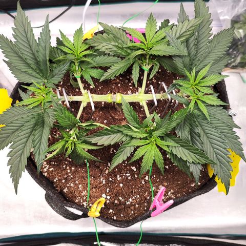 Test mainlining  growlog timeline photo