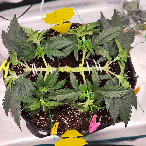Test mainlining  growlog timeline photo