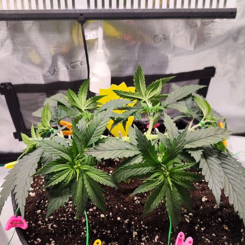 Test mainlining  growlog timeline photo