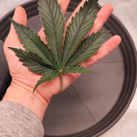 Test mainlining  growlog timeline photo