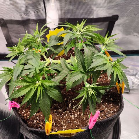 Test mainlining  growlog timeline photo