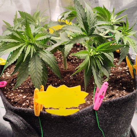 Test mainlining  growlog timeline photo
