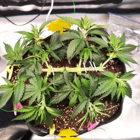 Test mainlining  growlog timeline photo
