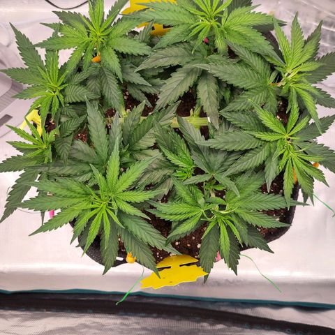 Test mainlining  growlog timeline photo