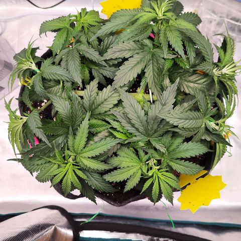 Test mainlining  growlog timeline photo