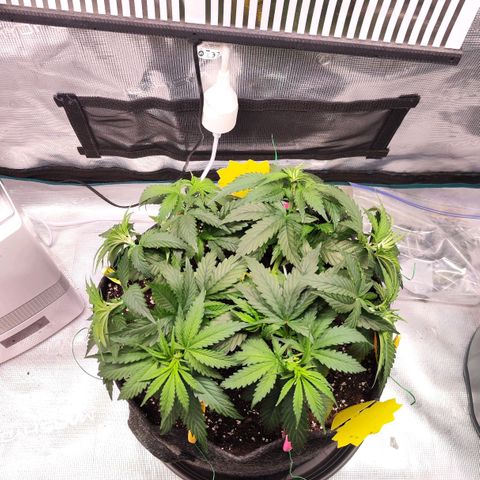 Test mainlining  growlog timeline photo