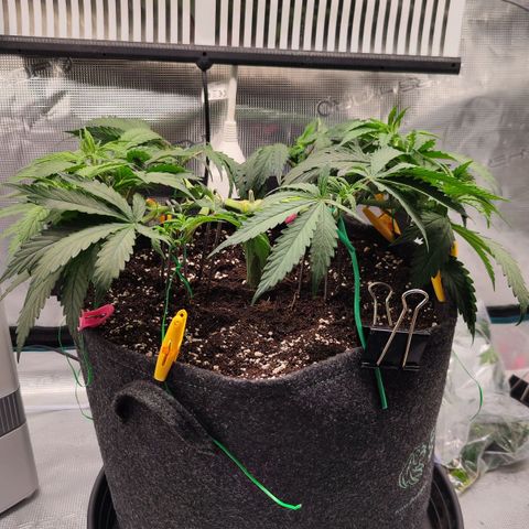 Test mainlining  growlog timeline photo