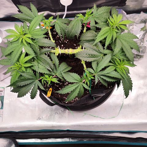 Test mainlining  growlog timeline photo