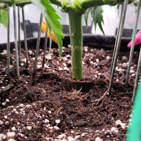Test mainlining  growlog timeline photo