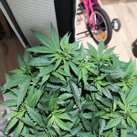 Test mainlining  growlog timeline photo