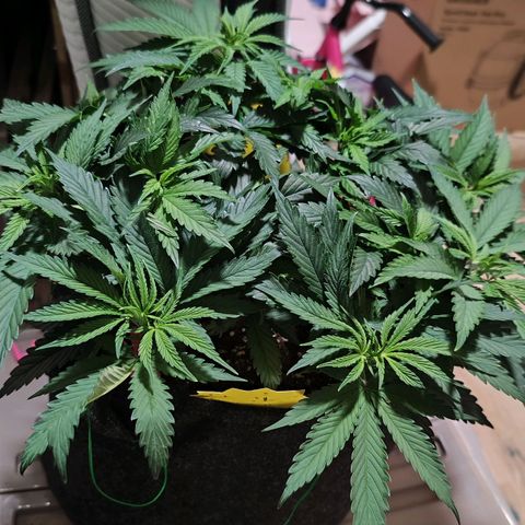 Test mainlining  growlog timeline photo
